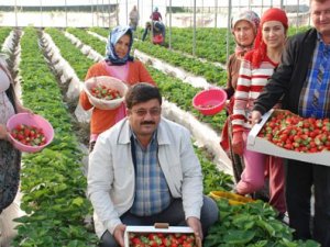 Rusya'ya çilek ve domates ihracatı başladı