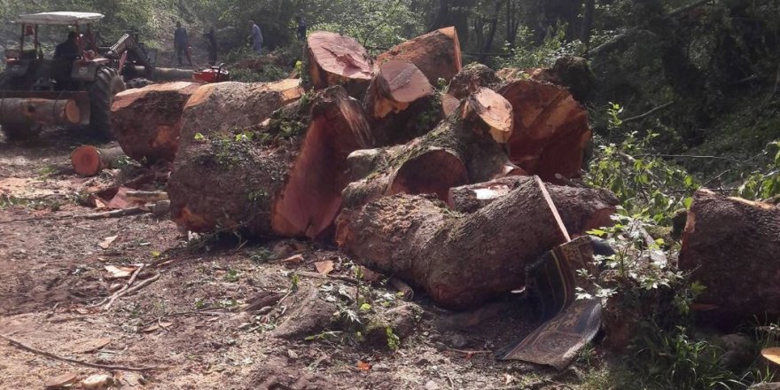 Sakarya'da 300 yıllık ağaçları kestiler, halk ayaklandı