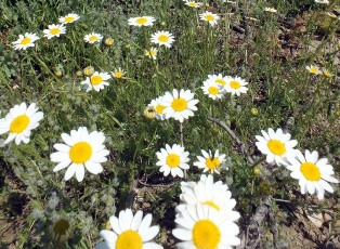 Anamas'a bahar geldi