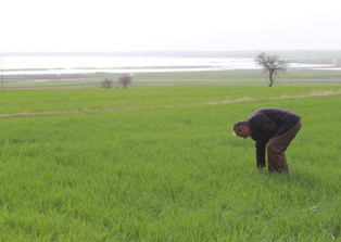 Beyşehir'de ürünler zarar gördü