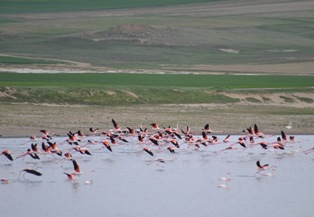 Düden Gölü'nün "misafirleri" gelmeye başladı