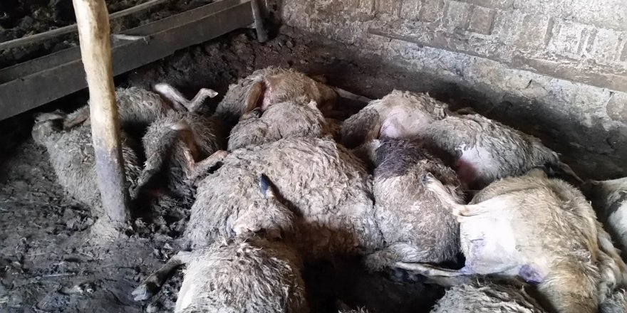 Ağıla giren kurtlar 20 koyunu telef etti