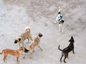 Sokak köpekleri korku saçıyor