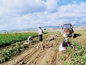 Pancar bedelleri ödeniyor