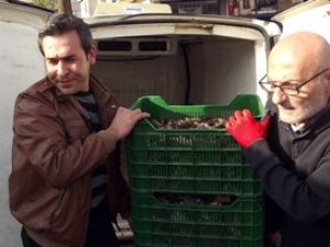 Göbek mantarı yurt dışına ihraç edliyor