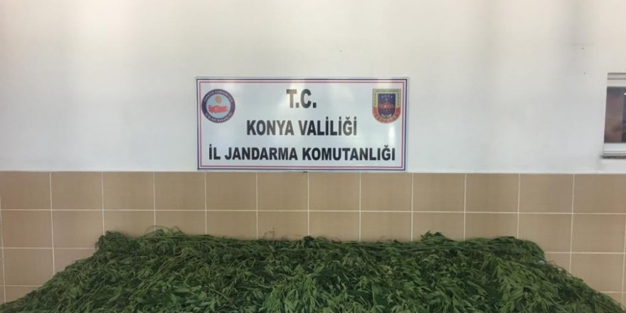 Jandarmadan kenevir operasyonu