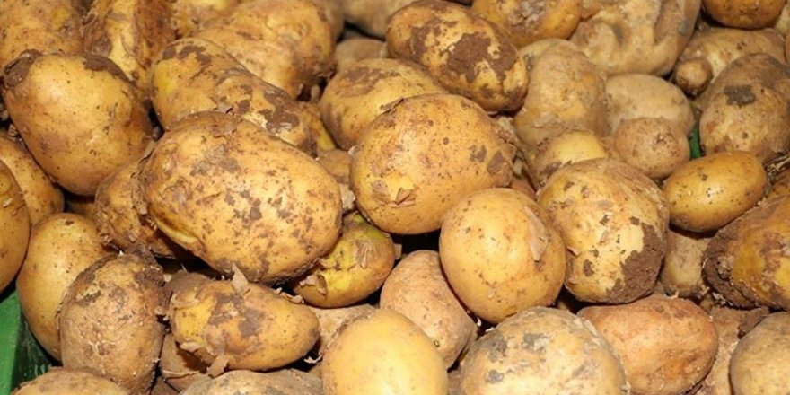 Suriye'den ithal edilen patateste 'kimyasal' şüphesi