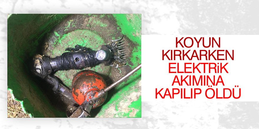 Koyun kırkarken elektrik akımına kapılıp öldü