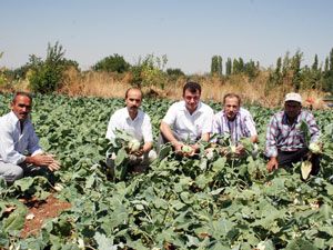 Vitamini bol, kalorisi az: Alabaş