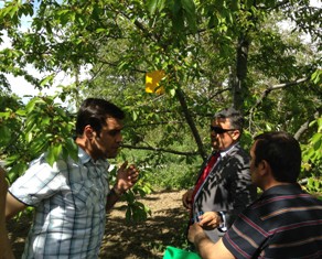 Meyve bahçelerine böcek tuzakları asıldı