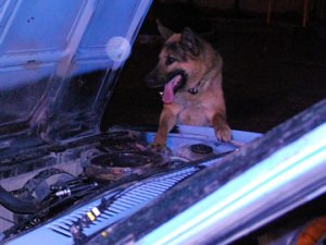Polis köpekleri kokainde polisi geçti