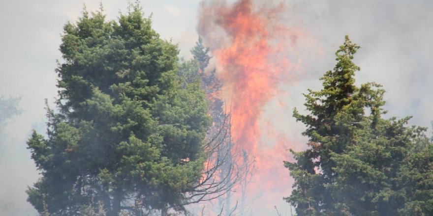 Konya’da orman yangını