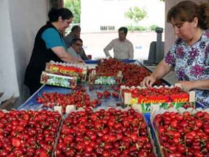 Kirazın fiyatı vatandaşın cebini yakacak!