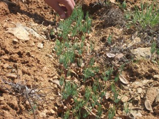 Derebucak'ta sedir ağaçları boy gösterek