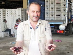 Kiraz üreticisi kazandı