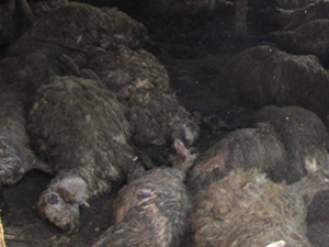 Kurtlar 40 koyunu telef etti