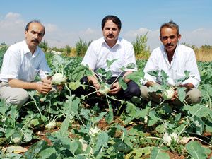 Konya'da, alabaş üretimine başlandı