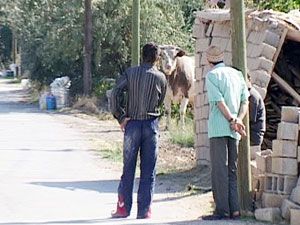 Kesimden kaçan boğa 3 saatte yakalanabildi