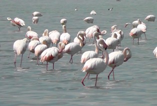 Dünden Golü'nde flamingo artıyor