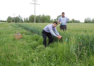 175 bin faydalı böcek salındı