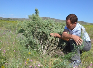 "Marifetli bitki" erozyonla mücadele veriyor