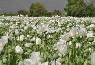 Haşhaşlar çiçek açtı