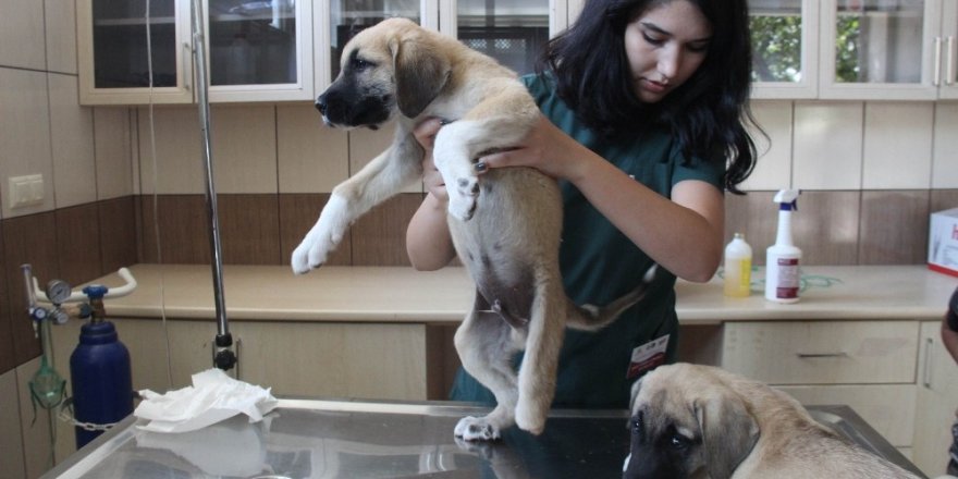 Yavru köpeklere akılalmaz işkence