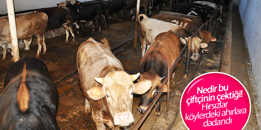 İnek hırsızları iş başında!