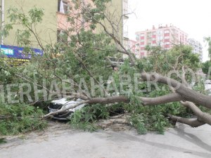 Ağaç arabanın üstüne devrildi!