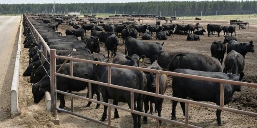 Rusya’dan, Et İthalatında Test Şartı Kaldırılmış!