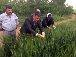 Ereğli'de faydalı böcekler tarlalara salındı