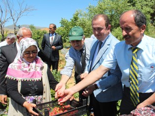 Konya'da organik tarım yaygınlaşıyor