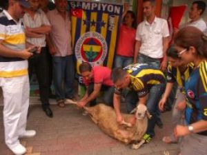 Kocaman istifa etti diye kurban kestiler