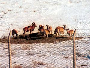 Yaban koyunları için üretilen aşı, ödeneğe takıldı