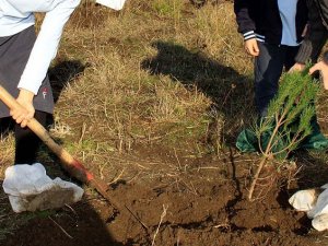 On yılda 2,7 milyar fidan dikildi