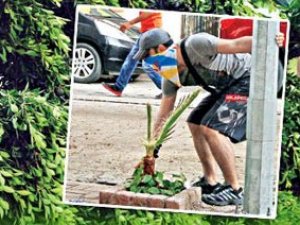 Mesele ağaç değil anlasana!