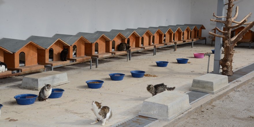 Konya’da hayvanlar için örnek projeler