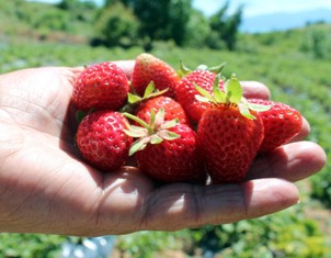Çileği altına dönüştürüyorlar