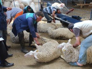 Konya'da koyunlar kırkılmaya başlandı