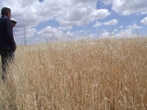 Kulu'da dolu yağışı ekili alanlara zarar verdi