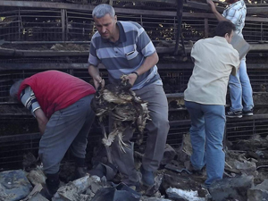 2 bin tavuk telef oldu!