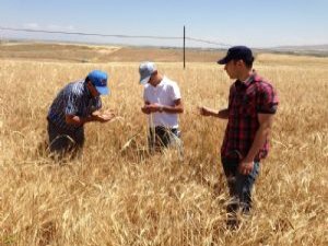 Kımıl ve süne mücadelesinde sona gelindi