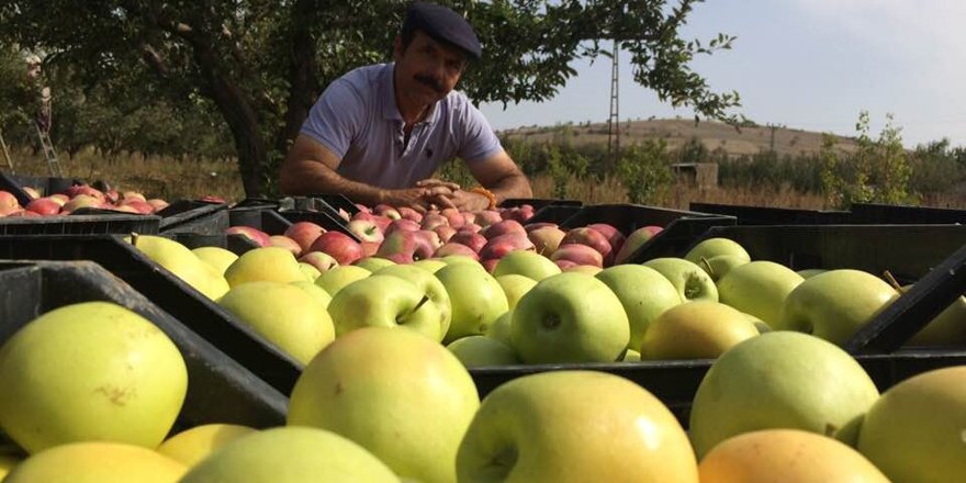 Yalıhüyük'te 2018 yılında 250 ton elma üretildi