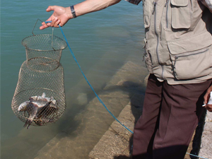 Beyşehirli balıkçıların Çin Sazanı sıkıntısı