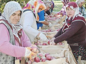 Karaman’da elma hasadı başladı ama tüccar yok