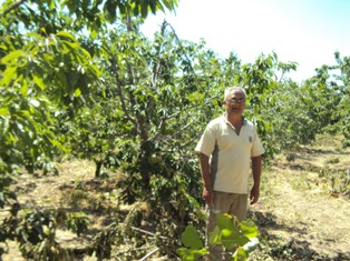 Kiraz fiyatları düşük olunca ağaçları kesiyor