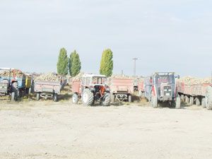 Tuzlukçu'da pancar alımları başladı