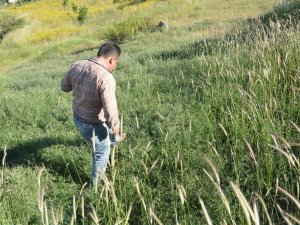 Çekirgeler ekili arazilere zarar veriyor