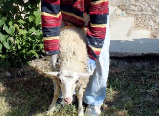 Kayıp koyunun sahibi anonsla aranıyor