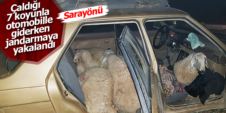Çaldığı koyunları otomobille götürürken yakalandı